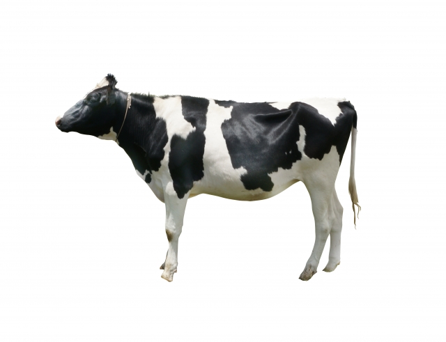 cow